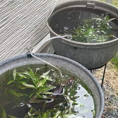 値下げ ミナミヌマエビ 50匹　　　　　の画像