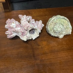 貝の置物2点の画像