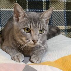 とっても人懐こい甘えん坊こ女の子です