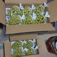 シャインマスカット★★の画像
