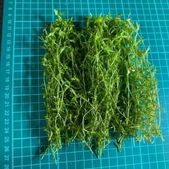 無農薬パールグラスの画像