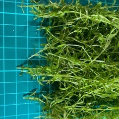 パールグラス無農薬の画像