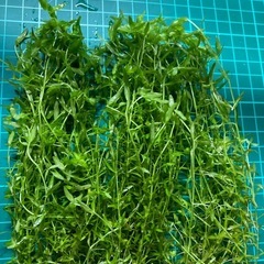 パールグラス無農薬の画像