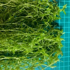 パールグラス無農薬の画像