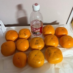 柿12個②
の画像