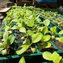 ご予約ありがとうございました！野菜格安　白菜　（予約受付）の画像