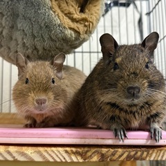 デグー 2匹
