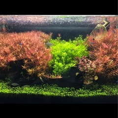 パールグラス無農薬の画像