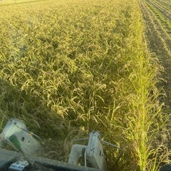 新米　令和７年産アケボノ玄米30kgの画像