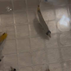 (追加)トゲチョチョウオの画像