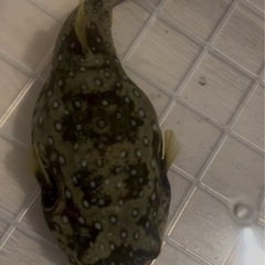 (追加)サザナミフグの画像