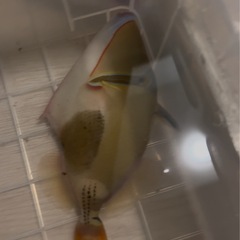 クラカケモンガラの画像