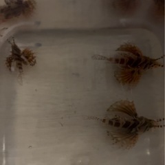 キリンミノカザコの画像