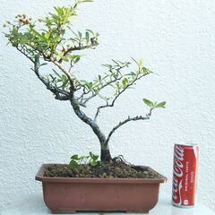 斜幹盆栽ピラカンサの画像