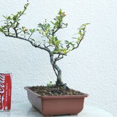 斜幹盆栽ピラカンサの画像