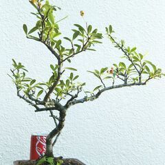 斜幹盆栽ピラカンサの画像