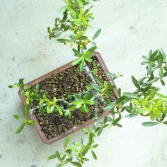 斜幹盆栽ピラカンサの画像