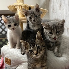 可愛い子猫4兄妹