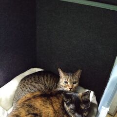 足元用パネルヒーター　ペットにもおすすめの画像