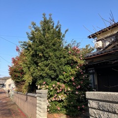 伐採　屋敷林　草刈り