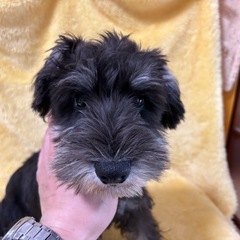 ミニチュアシュナウザー