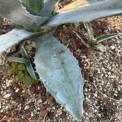 アガベアメリカーナ微縞斑（親株＋子株4株セット）の画像