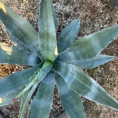 アガベアメリカーナ微縞斑（親株＋子株4株セット）の画像