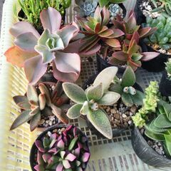 多肉植物の画像