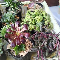 多肉植物の画像