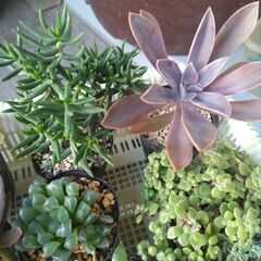 多肉植物の画像