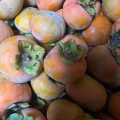 家の庭で取れた甘柿10個の画像