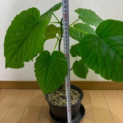 ③🌳ウンベラータ🪴観葉植物🪴の画像