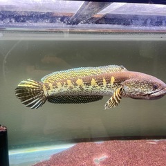 バイオレットスネークヘッド　受渡予定の画像