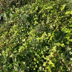 ワイヤープランツ へデラ等　大量の画像