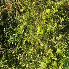 ワイヤープランツ へデラ等　大量の画像