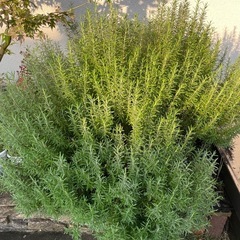 破格　特特大大大　びっくりサイズ　ローズマリーの画像