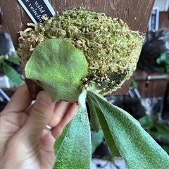 ビカクシダ　板付け　P.veitchii wild #1 Monster veitchiiの画像