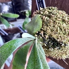 ビカクシダ　板付け　P.veitchii wild #1 Monster veitchiiの画像