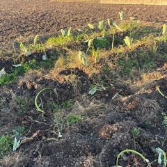 里芋　掘り立ての画像