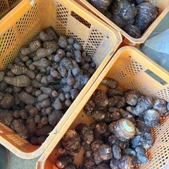 里芋　掘り立ての画像