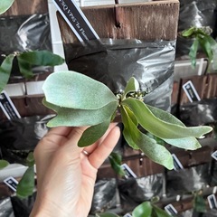 ビカクシダ　板付け　P.white hawkの画像