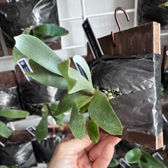 ビカクシダ　板付け　P.white hawkの画像