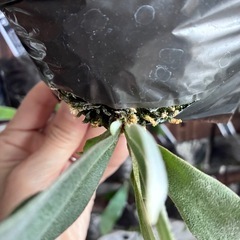 ビカクシダ　板付け　P.white hawkの画像