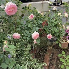 【取引完了】ガーデニング用、花壇の土いかがですか？ご希望の袋数1つからどうぞ♪の画像