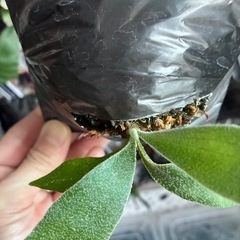 ビカクシダ　板付け　P.willinckii 'Scofield Tatsuta' の画像