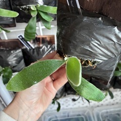 ビカクシダ　板付け　P.willinckii 'Scofield Tatsuta' の画像