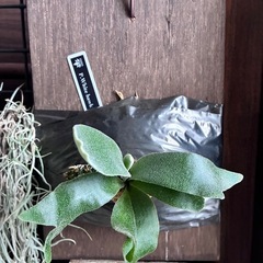 ビカクシダ　板付け　P.white hawkの画像