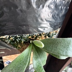 ビカクシダ　板付け　P.white hawkの画像