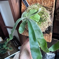 ビカクシダ　板付け　P.veitchii wild #1 Monster veitchiiの画像