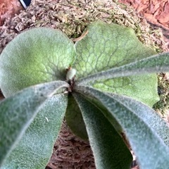 ビカクシダ　板付け　P.veitchii wild #1 Monster veitchiiの画像